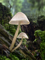 Common bonnet mushrooms - Mycena galericulata