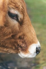 Closeup shot of a brown cow standing in a grassy field