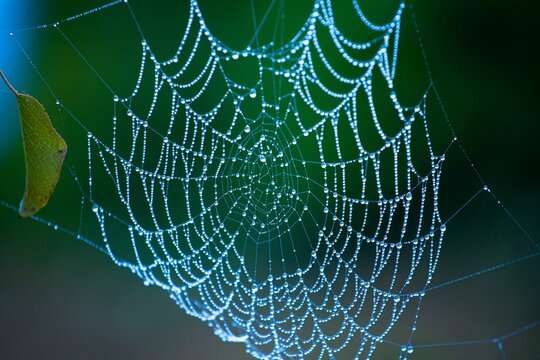 Close-up image of a spider web adorning the exterior of a spider