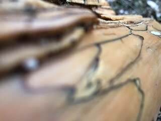 Ressource graphique bois