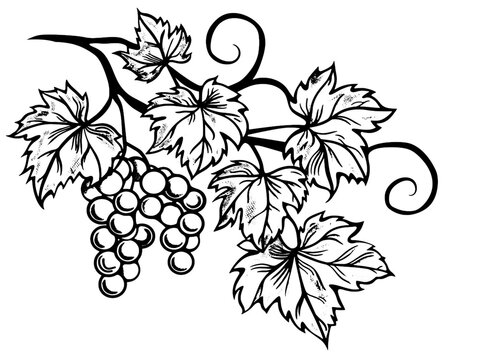 Grape branch hand drawing vintage style black and white. Sketch board. Vector, generative ai.