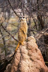 Single meerkat in an isolated field in front of a barren landscape of trees