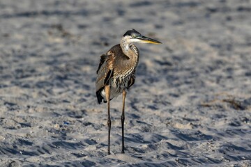 Great blue heron standing on the sandy beach, facing the sunlight.