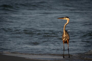 Sunny beach scene with a great blue heron (Ardea herodias) looking aside