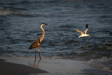 Sunny beach scene with a great blue heron (Ardea herodias) and a seagull