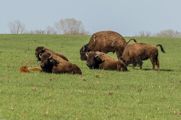 Herd of American bison in Midewin National Tallgrass Prairie in Illinois