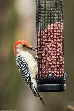 Vertical closeup of a red-bellied woodpecker perched on a bird feeder