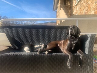 Chat qui embête un chien