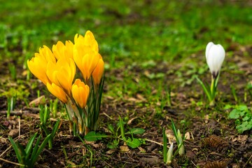 Crocus flowers blooming in early spring