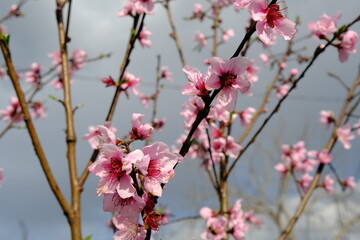 pink cherry blossom