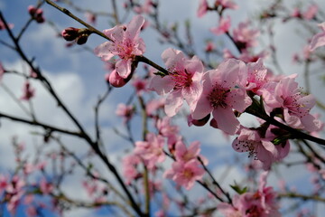 blossom in spring
