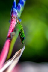 Small green gecko  is perched on a leaf that is adorned with pink flowers