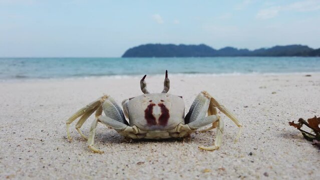 Close-up of Horned ghost crab (Ocypode ceratophthalmus), rear view, on white sand, frozen against the surf of a beautiful turquoise sea.