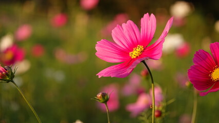 街の夕日とコスモス