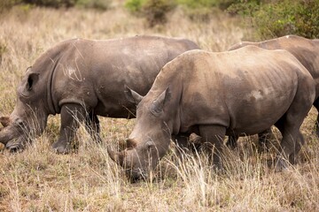 Fototapeta premium a group of rhino grazing in a field full of dry grass