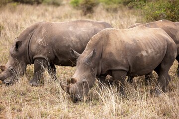 a group of rhino grazing in a field full of dry grass