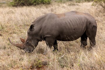 Fototapeta premium Rhinoceros peacefully grazing in a lush, green meadow filled with tall grass and trees
