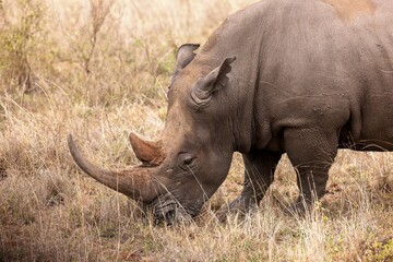 Fototapeta premium Large African rhinoceros in a grassy field, enjoying a peaceful meal in its natural habitat