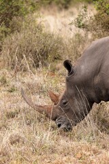 a rhino eating in the tall grass of a field next to bushes