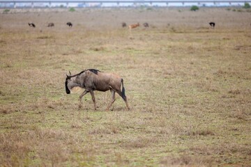 Large, African wildebeest walking in a vast, open grassy field