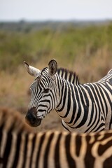 a zebra standing next to a smaller one in a field