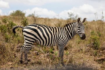 the zebra is standing on the dry grass in the wild