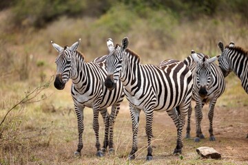 three zebras standing near each other in the desert with brush