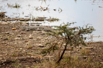 a alligator resting by a lake with water surrounding it and rocks and weeds