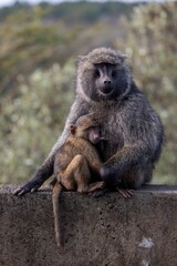 Close-up photo of a mother baboon cradling her newborn baby in her arms