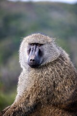 Mature male baboon with its head turned to the side, looking back in curiosity