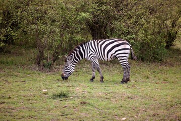 Fototapeta na wymiar a zebra eating grass on top of a field near trees