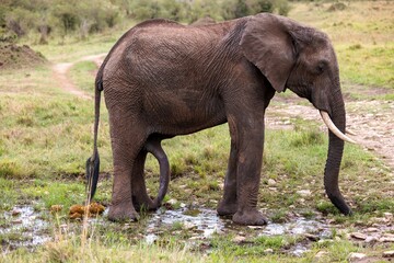 African Elephant standing in a lush field of grass near a body of water