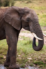 Fototapeta premium Majestic elephant captured in its natural habitat, standing in a lush field of grass
