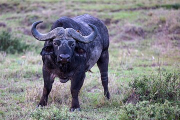 Obraz premium the large, gray buffalo is standing on some grass in its natural environment