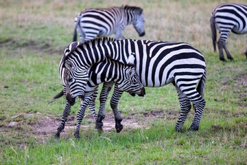 Fototapeta na wymiar Zebras standing side by side in a grassy meadow