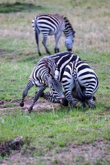 Zebras standing side by side in a grassy meadow