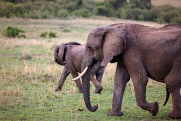 two elephants are walking in the grass and grass field and trees