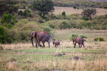 African elephant family of a mother and two calves walking leisurely across a lush grassy field