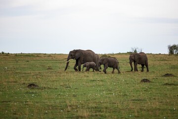 Obraz premium African elephant family of a mother and two calves walking leisurely across a lush grassy field