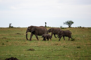 Fototapeta premium Herd of African elephants standing in a grassy field on a cloudy day