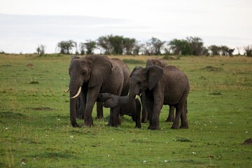 Fototapeta na wymiar Herd of African elephants walking in a grassy field on a cloudy day