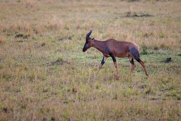 Beautiful, graceful gazelle navigating its way through a vast, sun-drenched savanna