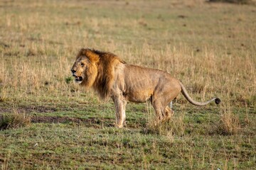 a lion is walking through a field full of grass and bushes