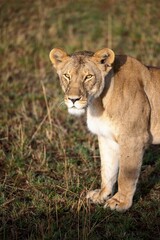 Lioness strides across a sun-drenched savannah, its powerful presence dominating the landscape