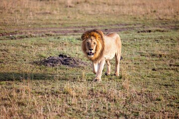 Majestic lion traversing a vast expanse of natural grassland, surrounded by lush foliage