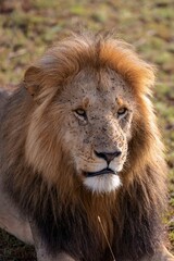 Majestic lion traversing a vast expanse of natural grassland, surrounded by lush foliage