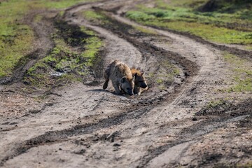 Group of spotted hyenas lying in a dirt-path in a savanna surrounded by trees