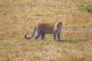 Wild cheetah strides across a savannah landscape illuminated by the golden sunlight