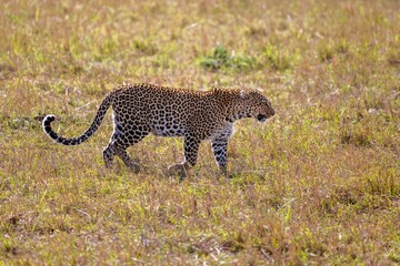 Wild cheetah strides across a savannah landscape illuminated by the golden sunlight
