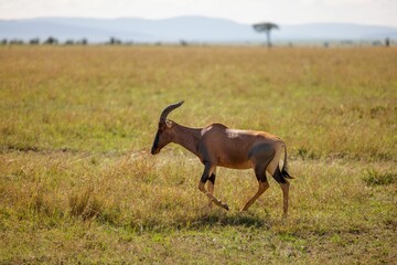 Graceful gazelle walking in a grassy field on a wide open plain